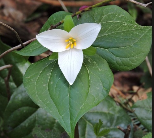 Western Trillium